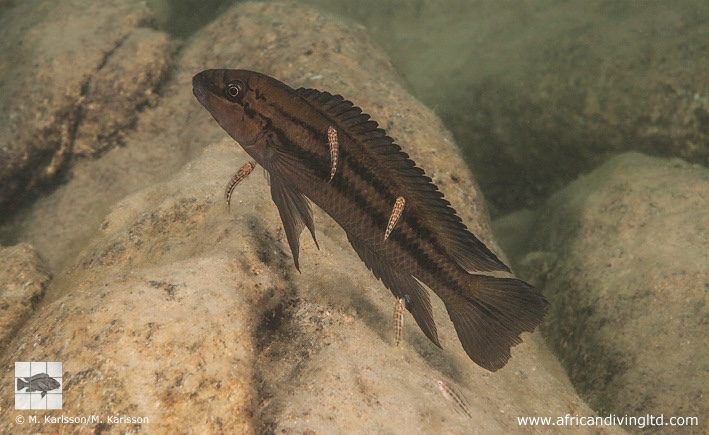 Chalinochromis sp. 'bifrenatus striped' Udachi